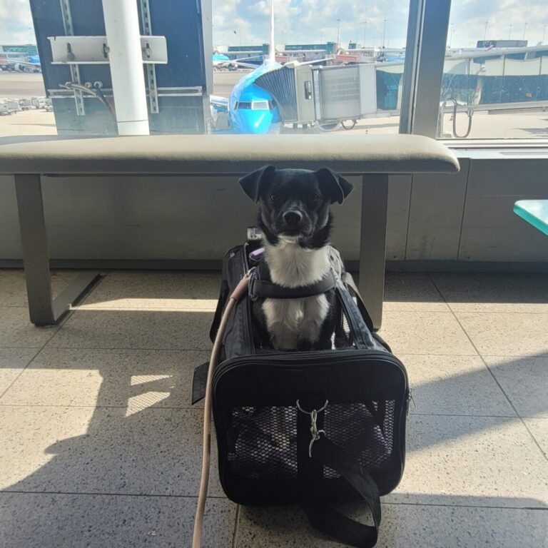 Viajar com cachorro - caixa de transporte