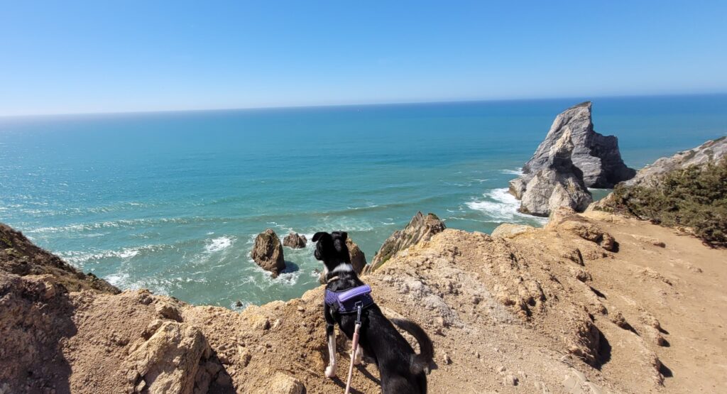 Cachorra Zelda no alto da montanha vendo o horizonte do mar