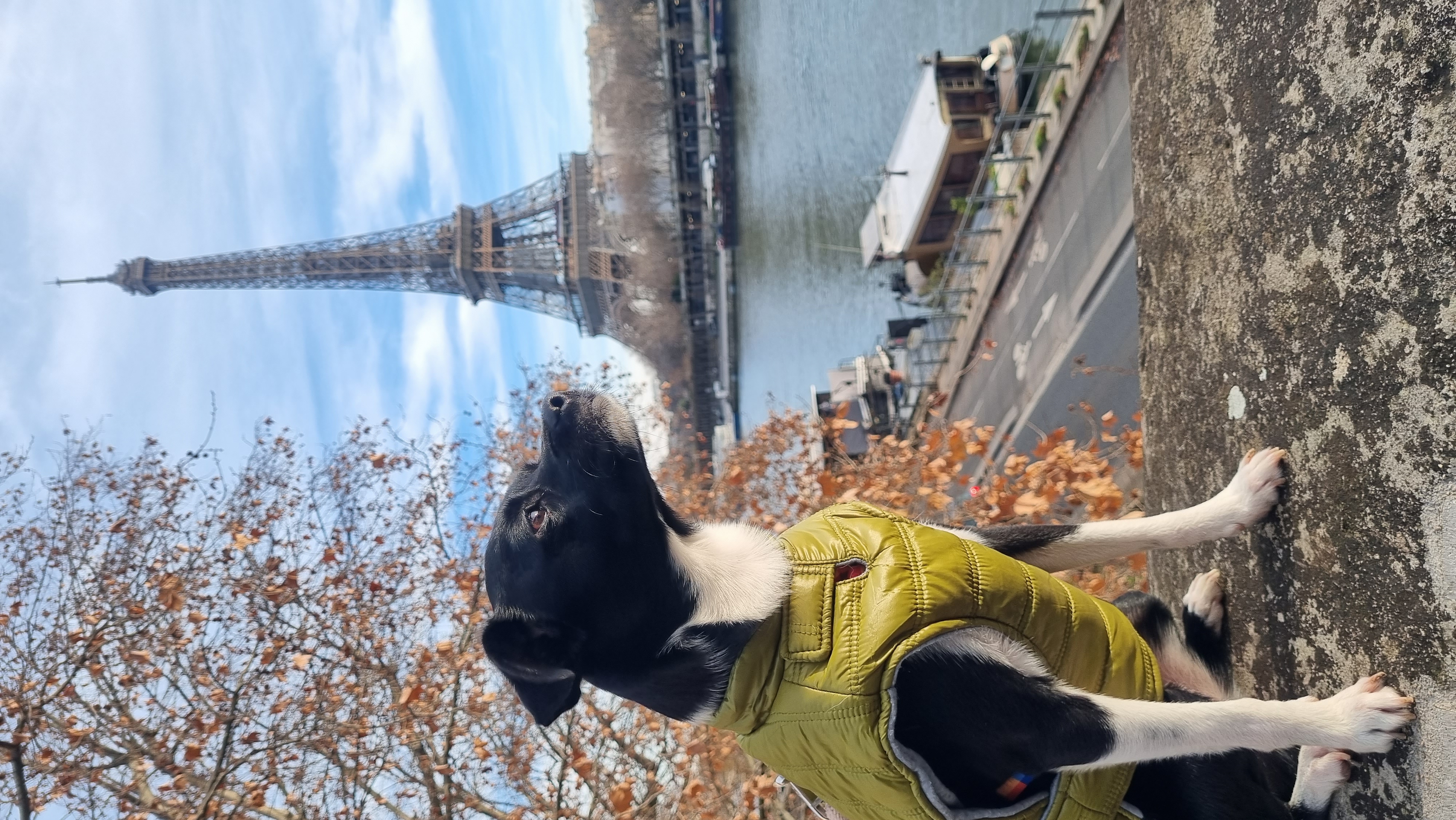 Cachorra com jaqueta ao fundo a torre eiffel