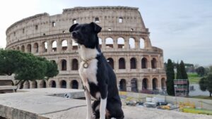 Viajar para Roma com cachorro - Coliseu