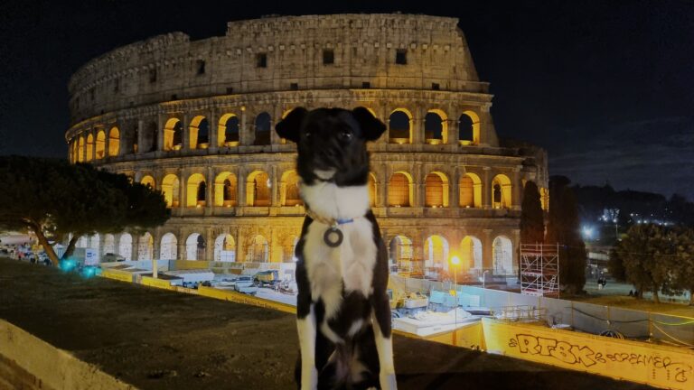 Cachoro em frente ao Coliseu Roma