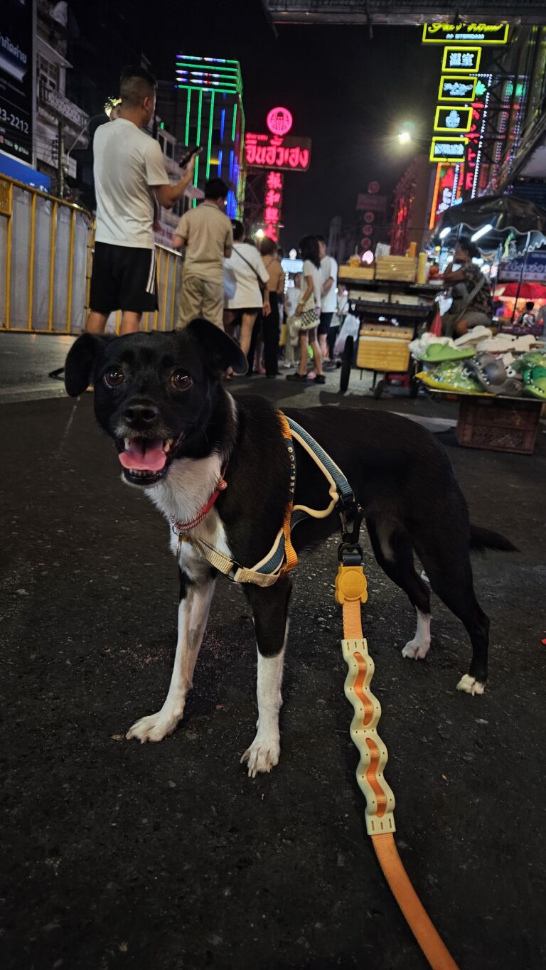 Cachorro Tailândia China Town