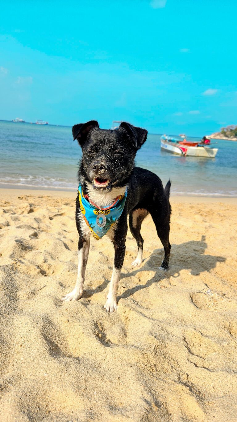 Cachorro praias Tailândia