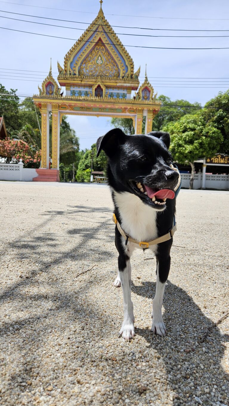 Cachorro templo Tailândia